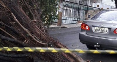 Chuva: árvore cai na Barra e provoca estragos; ninguém ficou ferido