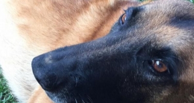 Cachorro é encontrado em posto de gasolina da Pituba após fugir no Itaigara