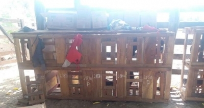 Homem é preso por envolvimento em rinhas de galo em Serrinha