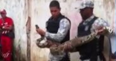 Jiboia de 3 metros é encontrada em frente a mercado em Brotas