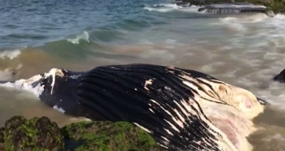 Baleia jubarte de cerca de 13 metros e 20 toneladas é encontrada morta na praia de Ondina