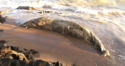 Baleia jubarte é encontrada morta na ilha de Itaparica; este é o 30º caso na Bahia em 2017