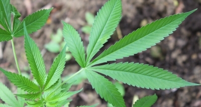 Cultivo da maconha para uso medicinal se torna projeto de lei no Senado