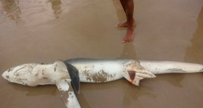 Tubarão é encontrado morto em praia de Ilhéus