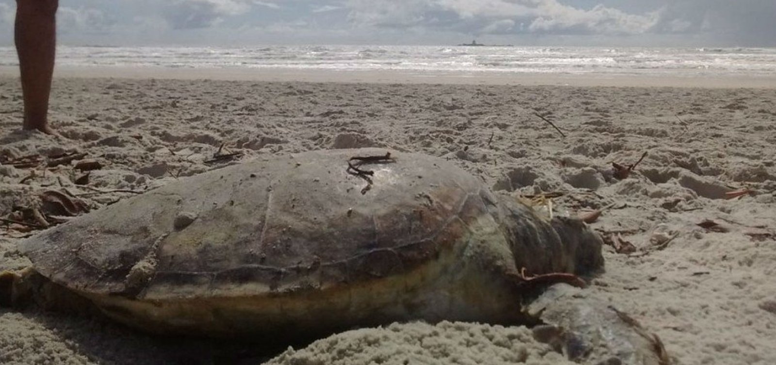 [Tartaruga-verde é encontrada morta em Ilhéus]