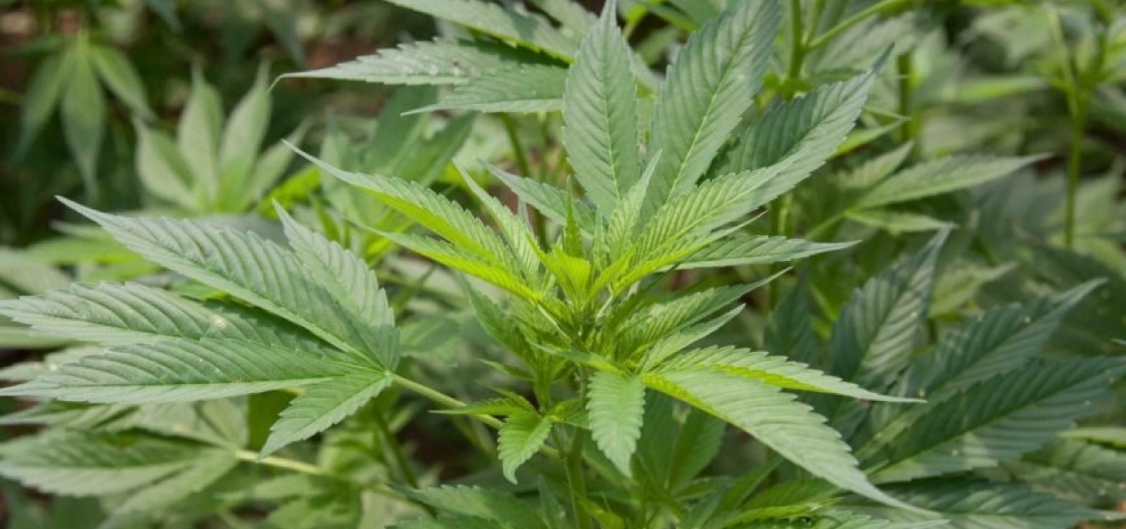 [Regulação, fiscalização e tributação da maconha medicinal será discutida pelo Senado]